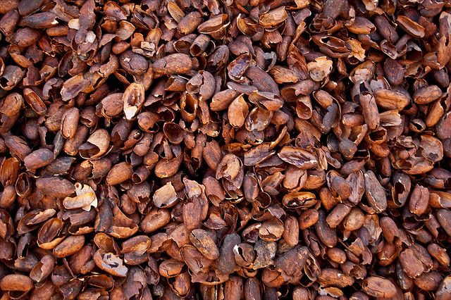 Meet TheoDefense: Cocoa’s quiet superpower for firm and resilient skin