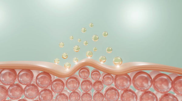 Boosts Collagen Production by 50%